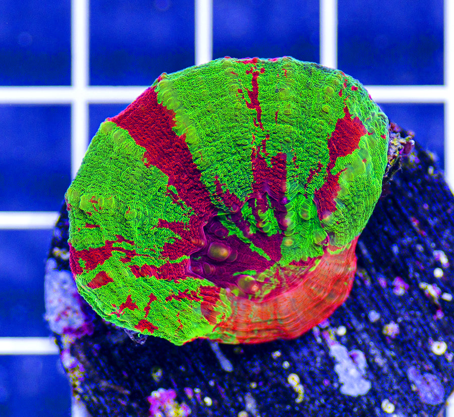 Australian Premium Bleeding Apple Scolymia (Maricultured) – Austin Aqua ...