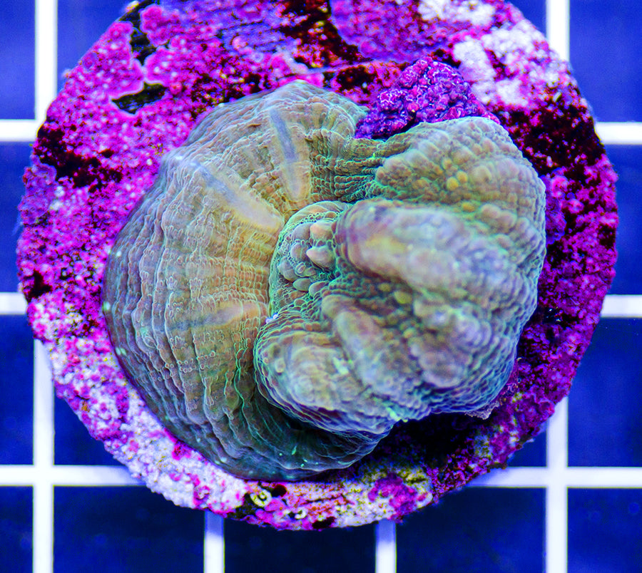 Australian Premium Simply Green Scolymia (Maricultured) – Austin