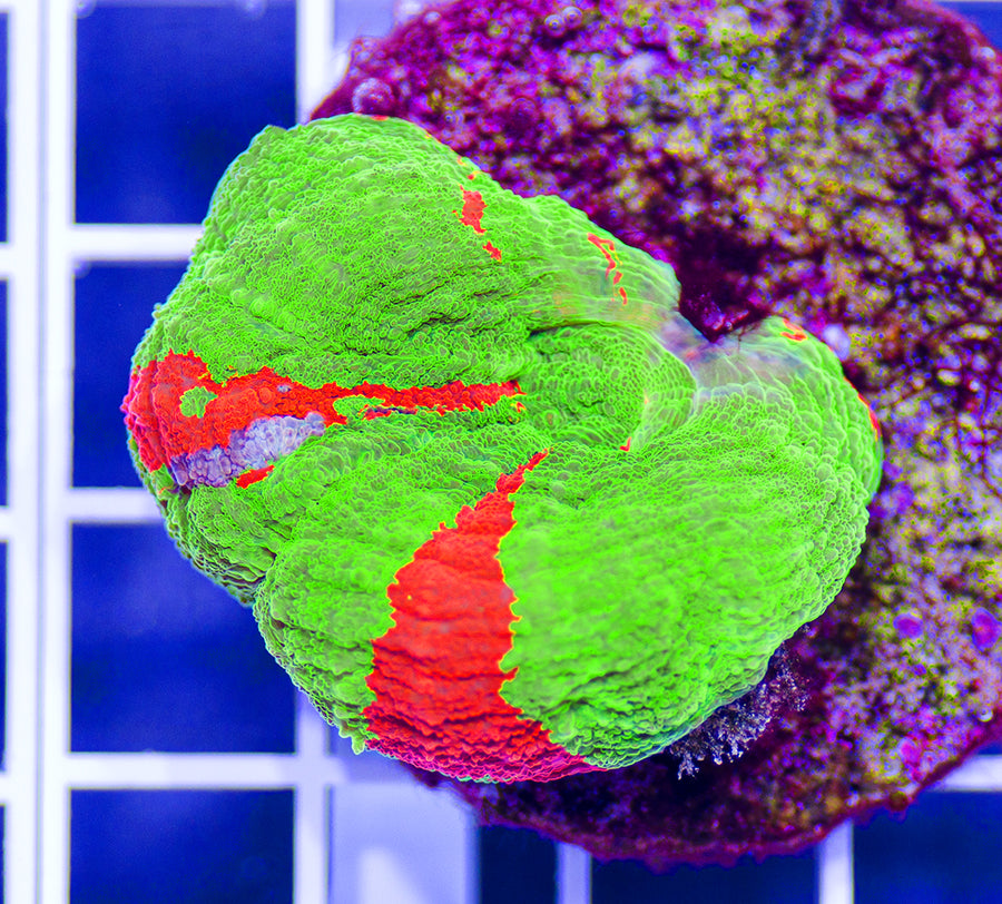 Australian Premium Bleeding Apple Scolymia (Maricultured) – Austin Aqua ...