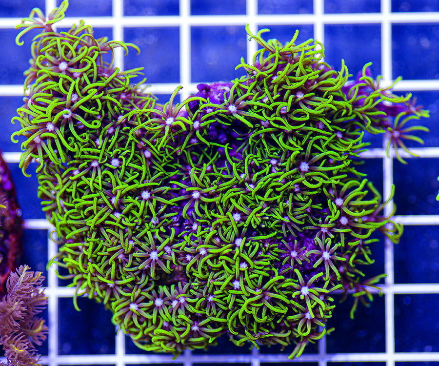 Indonesian Premium Green Star Polyps – Austin Aqua Farms